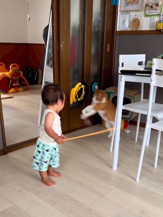 ジャンプする猫