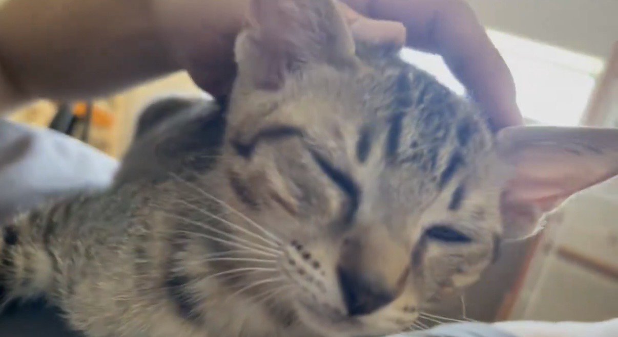 飼い主さんに撫でてもらってくつろぐキジトラ猫