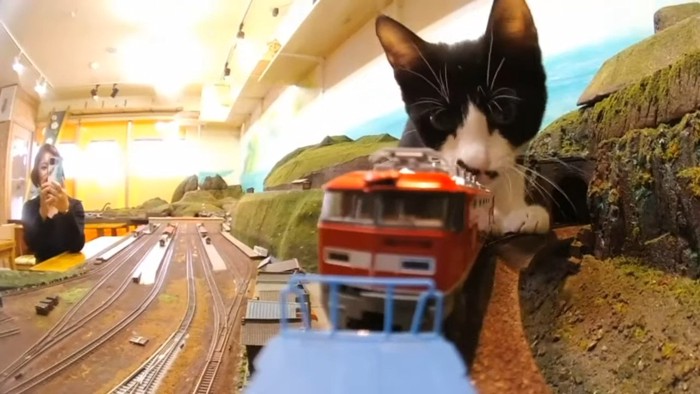 猫が電車をじーっと見る様子