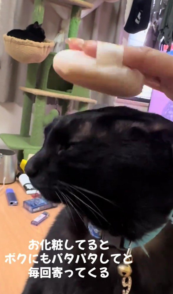 パフでパタパタされているナイトくん