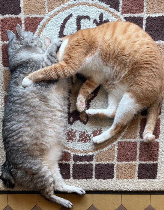 横になる猫たち