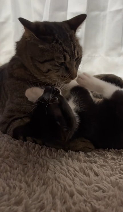 子猫と一緒に遊ぶキジトラ