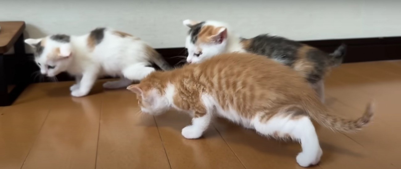 歩いている3匹の子猫