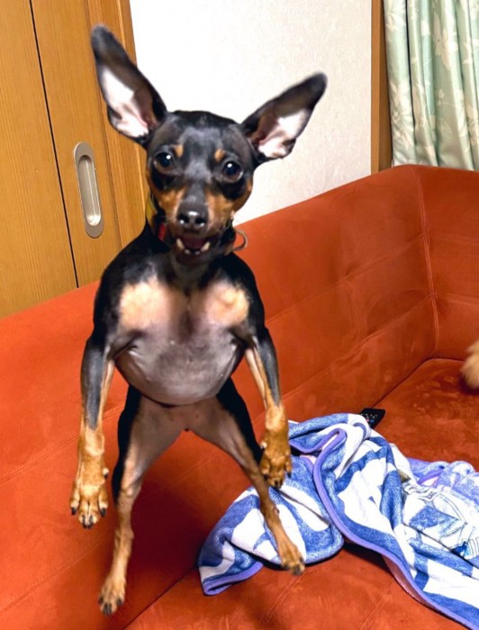 ジャンプした犬