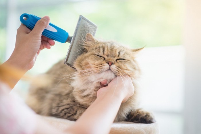 気持ちよさそうにブラッシングを受ける猫