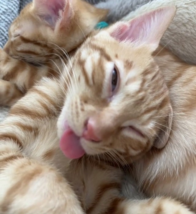 眠ったままベロを出す猫