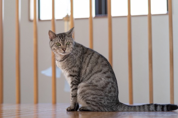 座っているサバトラ猫