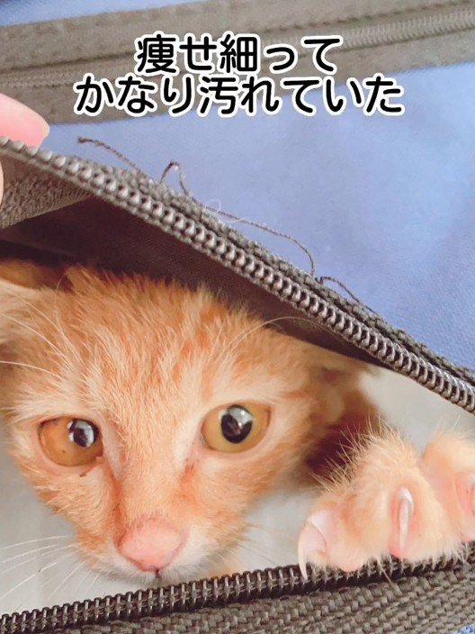 開いたファスナーから顔を出す子猫