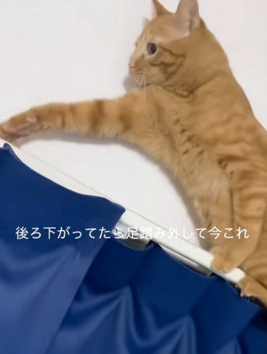 焦る猫のアップ