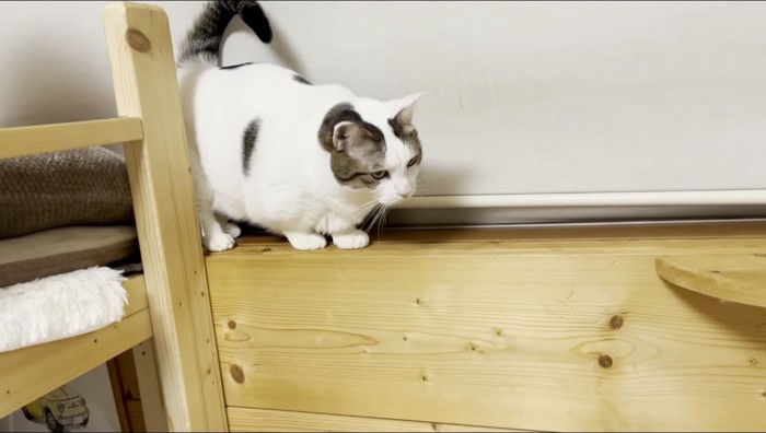 ベッドから降りようとする猫