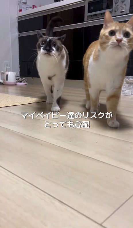 歩いている2匹の猫