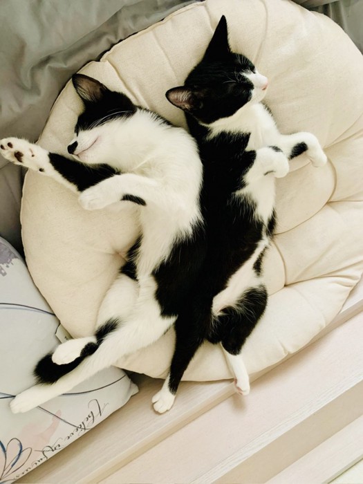 一緒に寝る2匹の猫