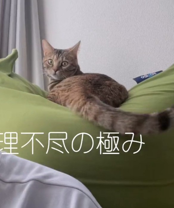 クッションに乗るエーデルちゃん