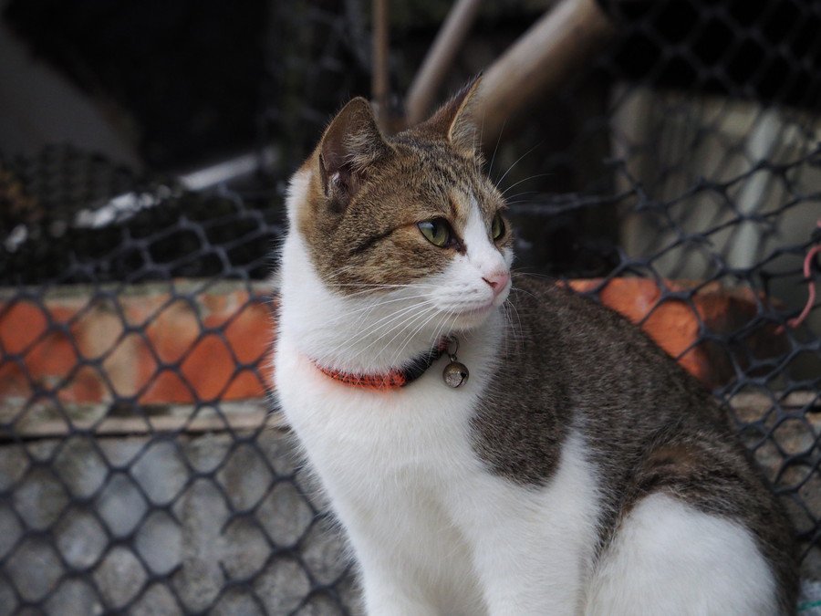 台湾の飼い猫