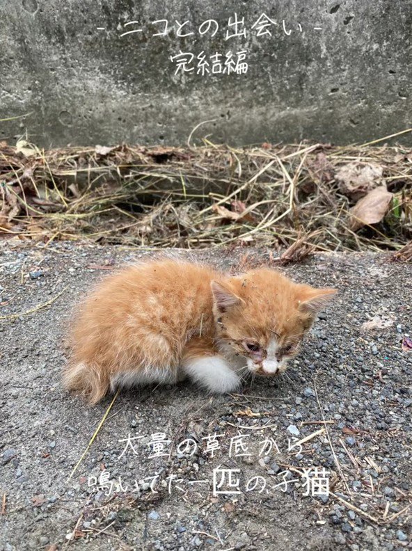 ボロボロの子猫