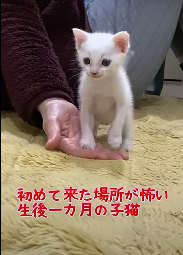 片手をあげるハクちゃん