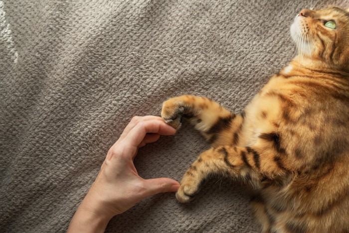 ハートをつくる飼い主と猫