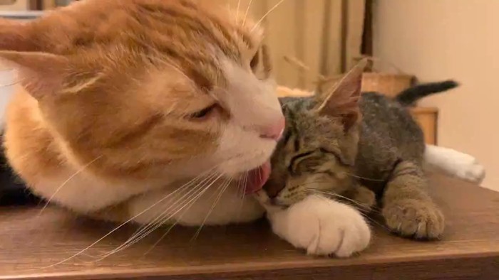 子猫をなめる成猫