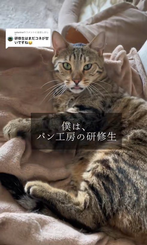 舌が出ているカメラ目線のキジトラ