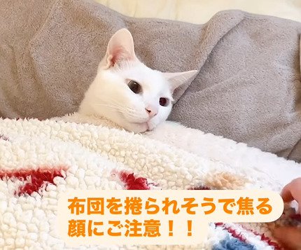 手を見る猫