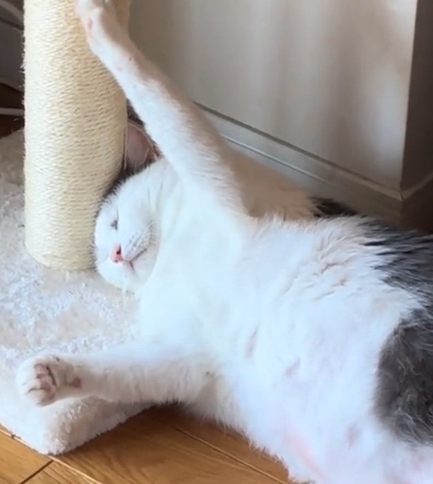 眠るおでんちゃん