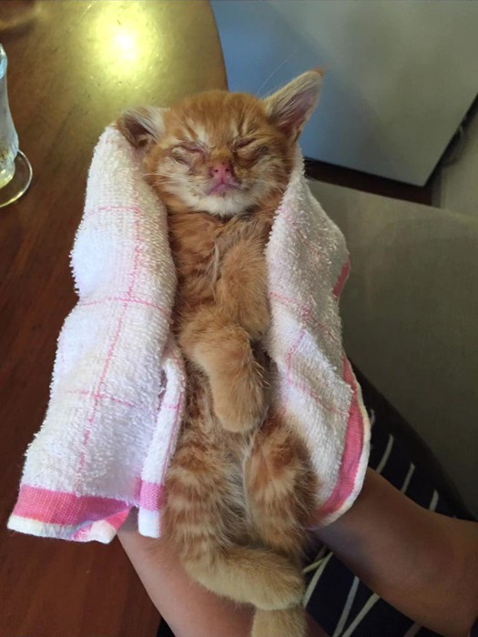 人の手のひらに収まる子猫