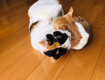 三毛猫と茶白猫