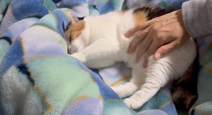 横になって毛布を揉む猫