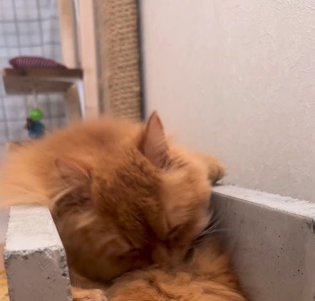 毛づくろいをする猫