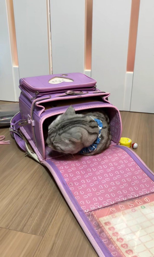 ランドセルに入った猫