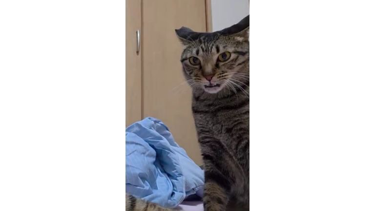 フレーメン反応している猫