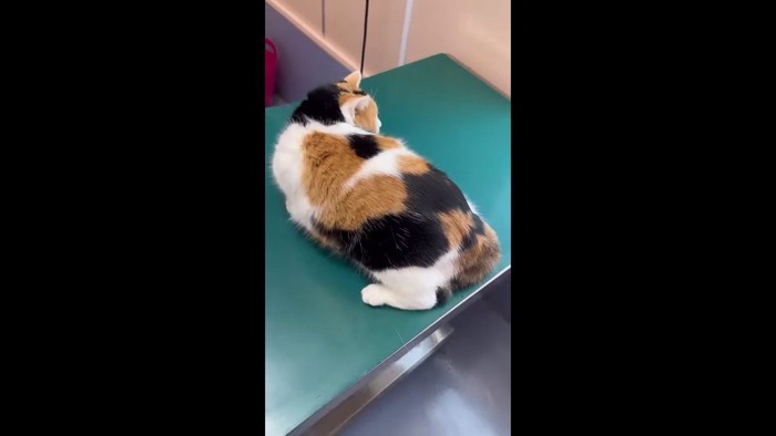 顔だけ動かすミケちゃん