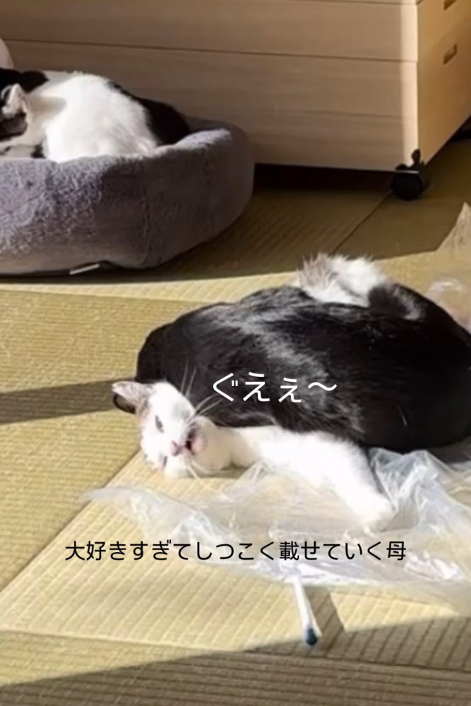 ハチワレ猫に乗られる猫