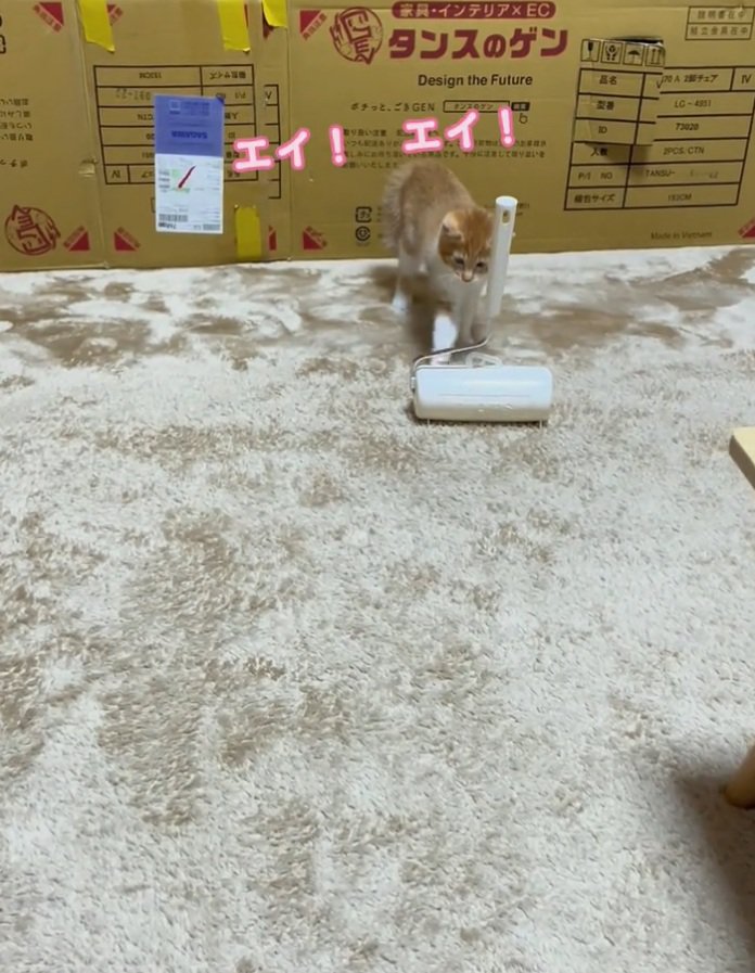 何回も猫パンチをするみぃちゃん