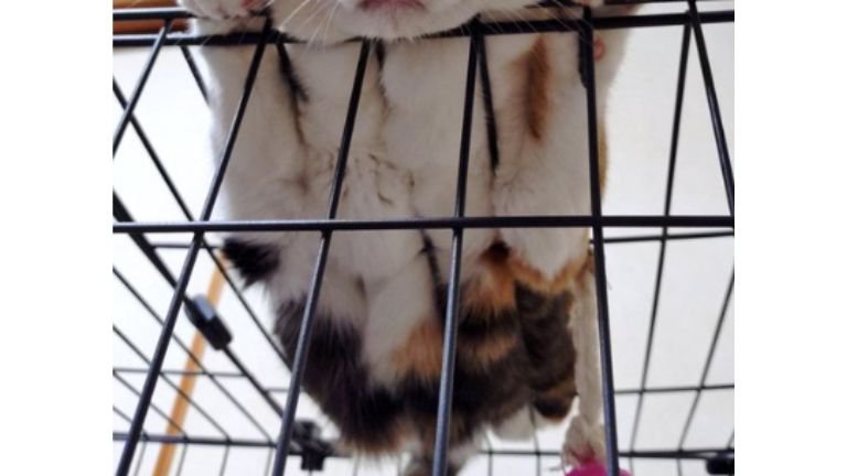 ケージの上にいる猫