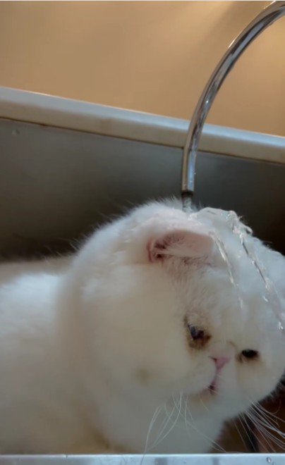 水遊びをする猫