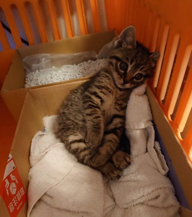 カゴの中で休む子猫