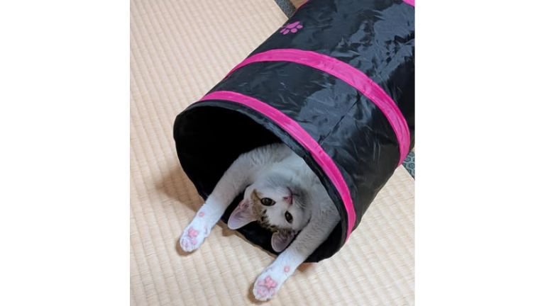 寝転がる猫