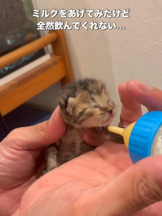 手のひらに乗った子猫