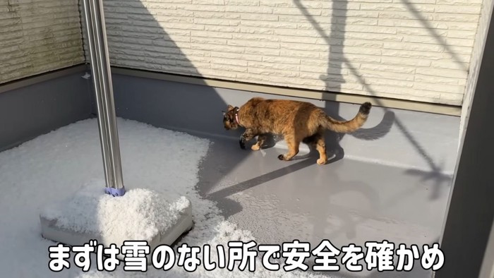 ベランダで歩く猫