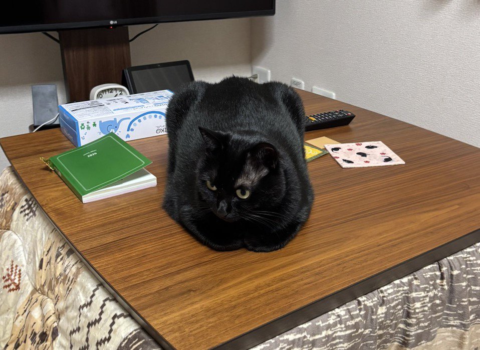 こたつの天板の真ん中に座り込む猫