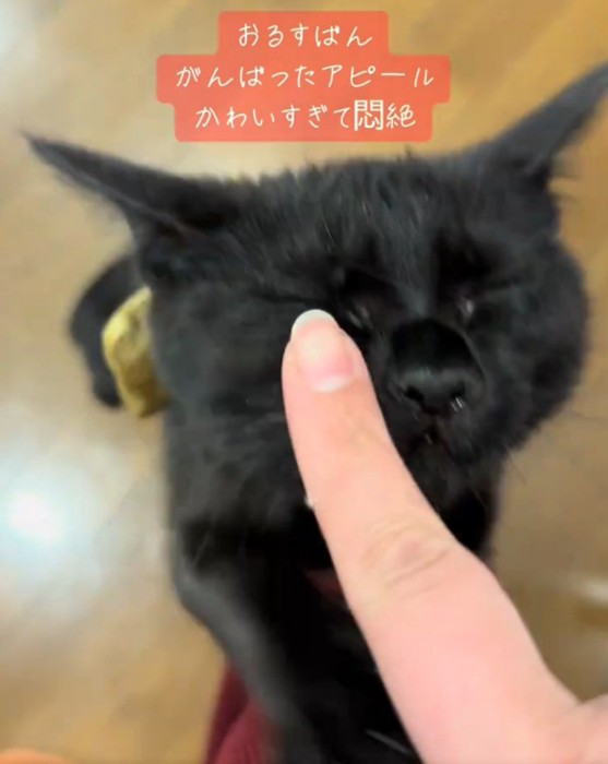 撫でられる猫