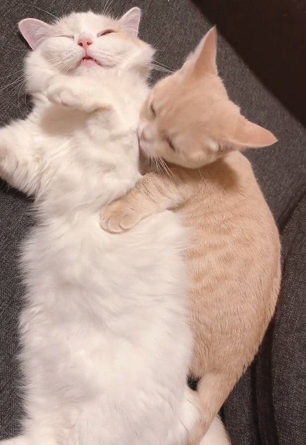 幸せそうな2匹の猫