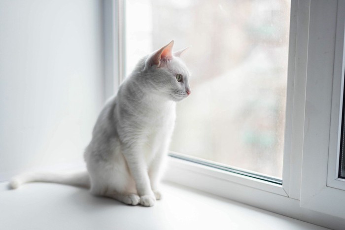 お留守番する猫