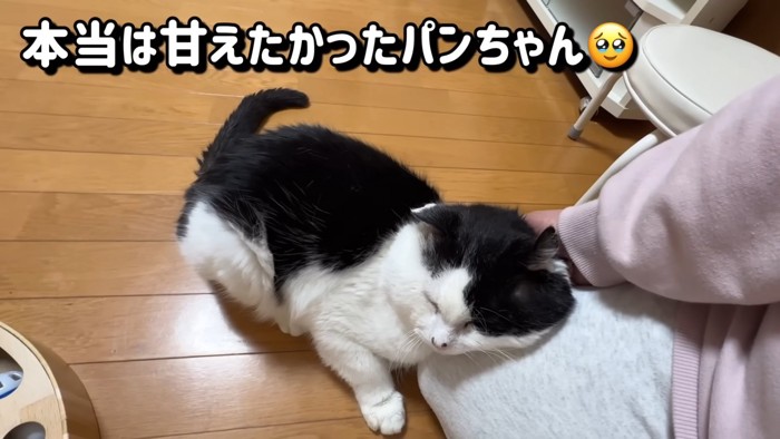 人の膝に顔を寄せる猫