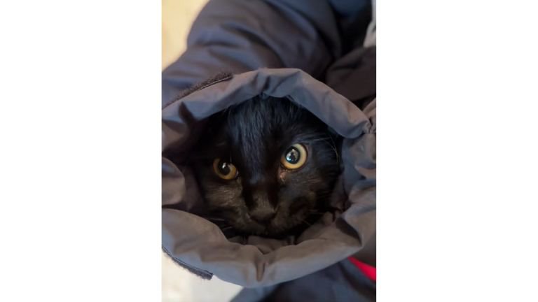 ダウンジャケットの袖の中にいる猫