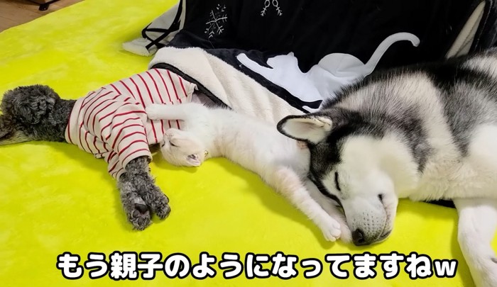 黄色い絨毯の上で眠る子猫と犬2匹