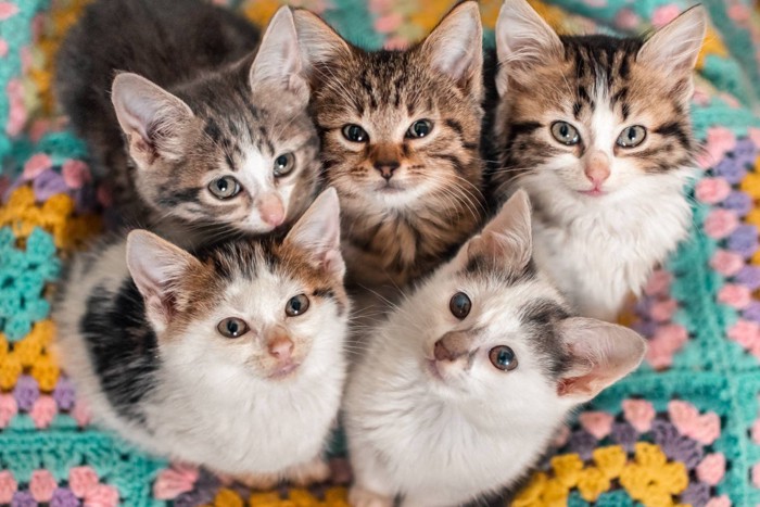 可愛い子猫たち