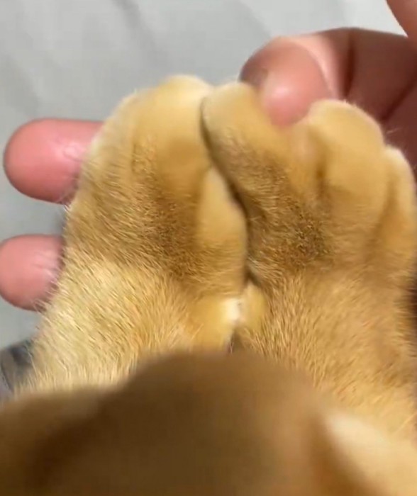 猫の右前足の指を、自分の指でなぞる飼い主