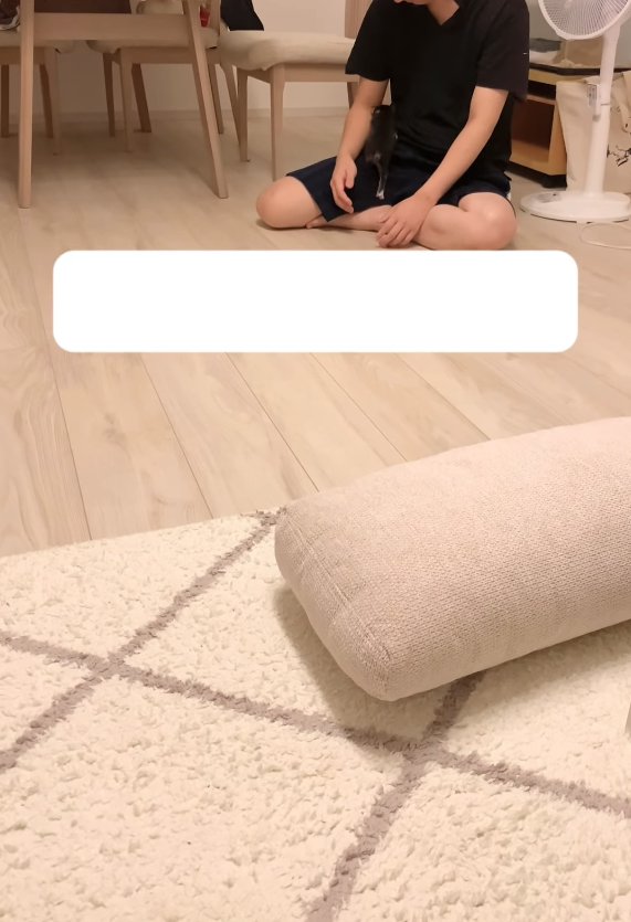 飼い主の膝にのぼる子猫